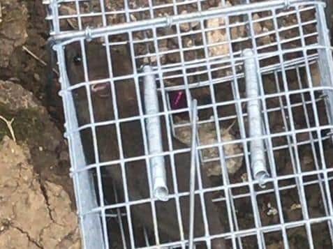 A rat scurries out of one of Faye's traps after eating the bait