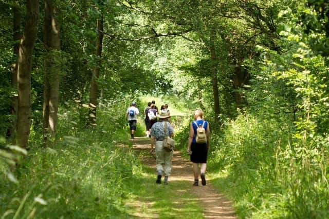 A Wellbeing Walk through Linford Wood