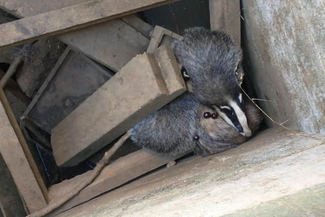 The badgers were huddled together at the bottom of the concrete shaft