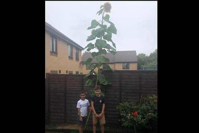 Theo and Rowan with their giant sunflower