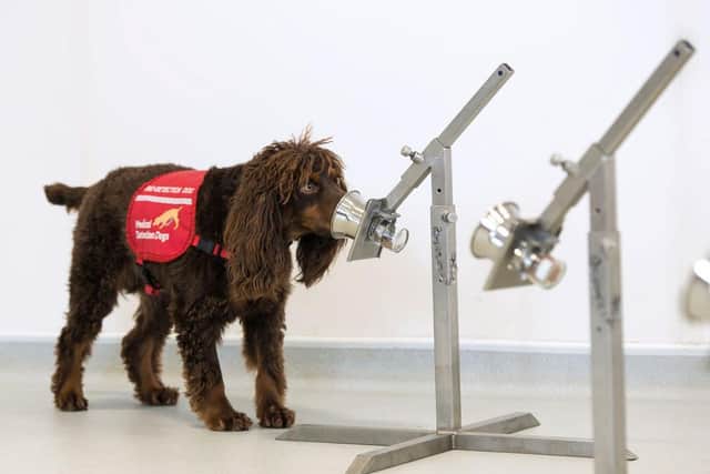 Medical detection dog Asher sniffs some samples