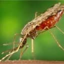 Malaria is spread by mosquitoes