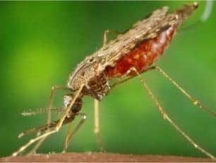 Malaria is spread by mosquitoes