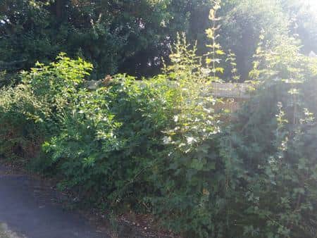 The overgrowth needs to be cut back to allow walkers to keep their distance