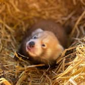 ZSL Whipsnade Zoo welcomes rare 'finger-sized' red panda cub (C) ZSL Whipsnade Zoo
