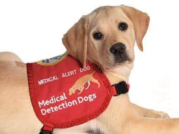 A young Medical Detection dog