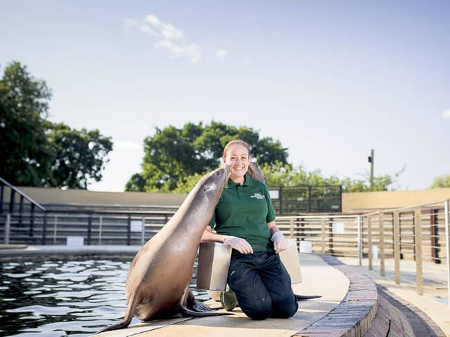 Zookeeper Alex Pinnell with sea lions at Whipsnade Zoo (C) ZSL Will Amlot