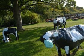 The cows are now socially distanced and are wearing masks