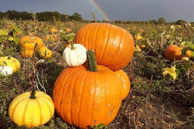 There's a huge array of pumpkins to choose from