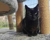 Sooty is up for adoption