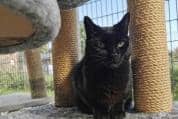 Sooty is up for adoption