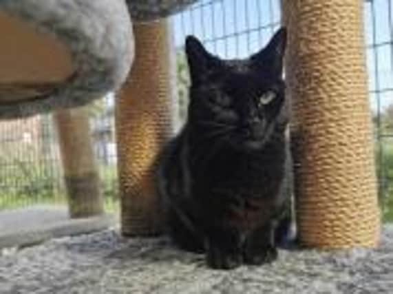 Sooty is up for adoption