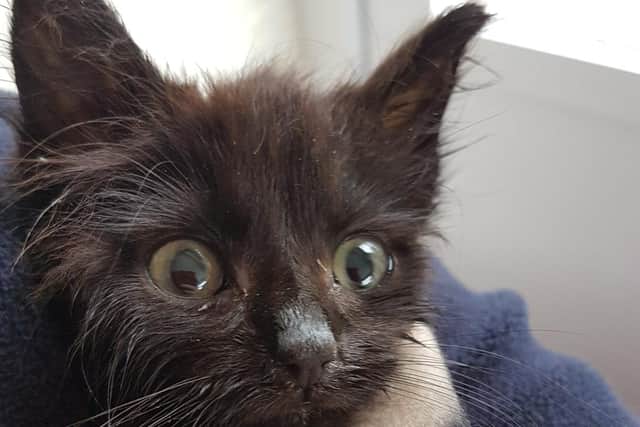 Most of the kitten had infected eyes and digestive problems