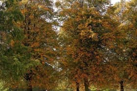 Nearly two thirds of Milton Keynes neighbourhoods have good access to green spaces, new figures show.