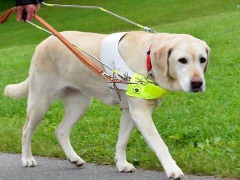 It is against the law to refuse entry to a guide dog