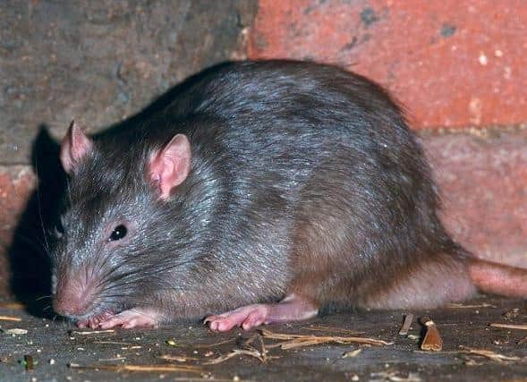 The rats just won't be shifted, says Chloe