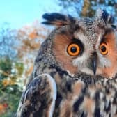 Long-eared Owl