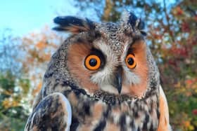 Long-eared Owl