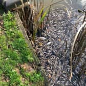 The dead fish can be seen at the edges of the lake. Photo: Facebook