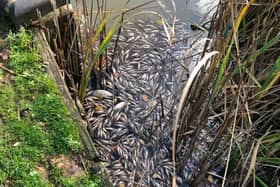 The dead fish can be seen at the edges of the lake. Photo: Facebook