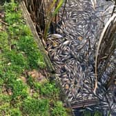 Thousands of dead fish could be seen