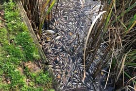 Thousands of dead fish could be seen