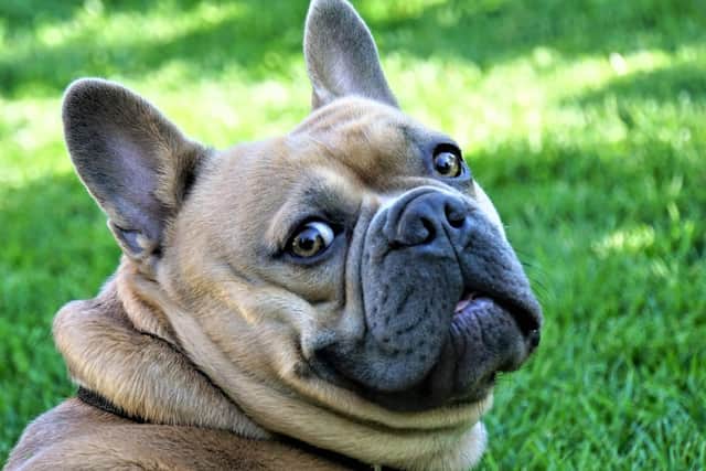 Many French Bulldogs have piled on the pounds