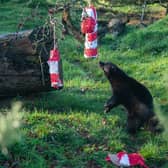 Wolverine at ZSL Whipsnade Zoo tears into Christmas treat (C) ZSL