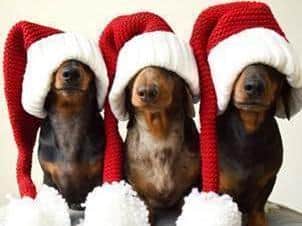 Milton Keynes pet owners are being urged to dress their dogs up and walk a mile or more every day over Christmas for charity