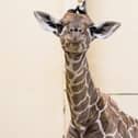 Margaret the giraffe