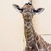 Margaret the giraffe