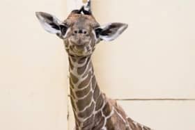 Margaret the giraffe
