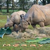 Keepers at Whipsnade Zoo give rhinos festive feast to spread Christmas cheer (C) ZSL