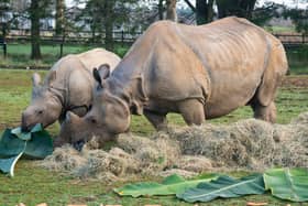 Keepers at Whipsnade Zoo give rhinos festive feast to spread Christmas cheer (C) ZSL