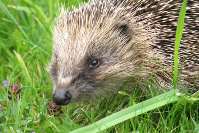 Photo: British Hedgehog Preservation Society