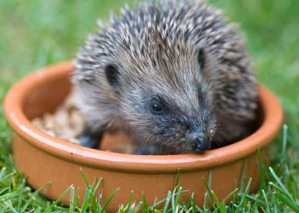 Photo: British Hedgehog Preservation Society