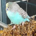 Has anyone lost this budgie?