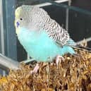 Has anyone lost this budgie?