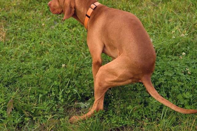 Not picking up after your dog could land you a costly fine