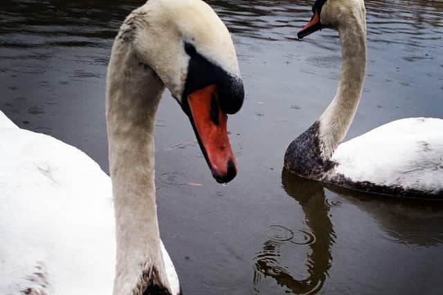 The pair of oil-covered swans