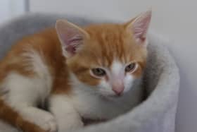 The cat charity received a £2K donation
