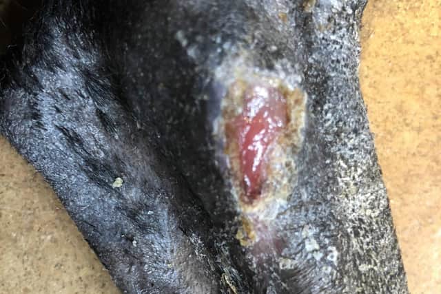 Alabama Rot - Molly was one of the lucky 10% who survived this disease