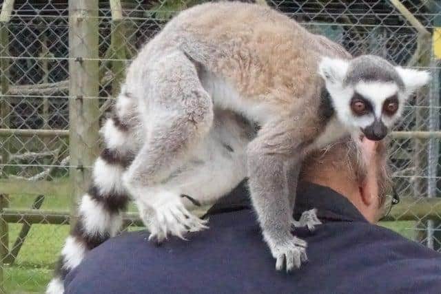 Lemurs are one of the wild animals owned by many UK residents