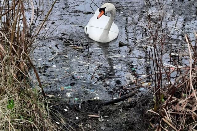 The swan is pictured amid a sea of litter