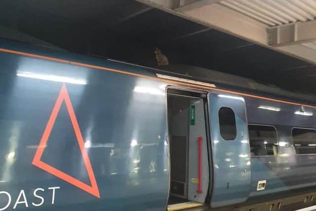 Spot the cat perched on the train