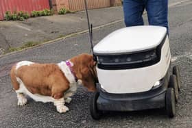 This little dog is very interested in the new delivery areas