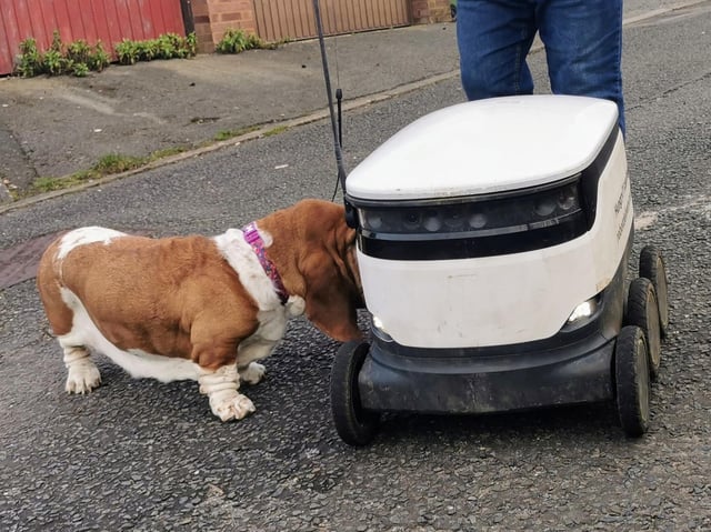 This little dog is very interested in the new delivery areas