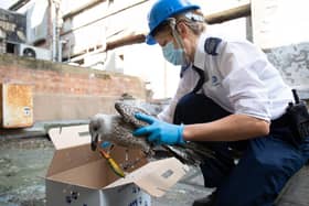 The RSPCA received almost 1 million calls during the pandemic