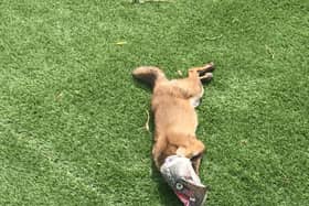 A fox with his head caught in an old Cornish pasty wrapper