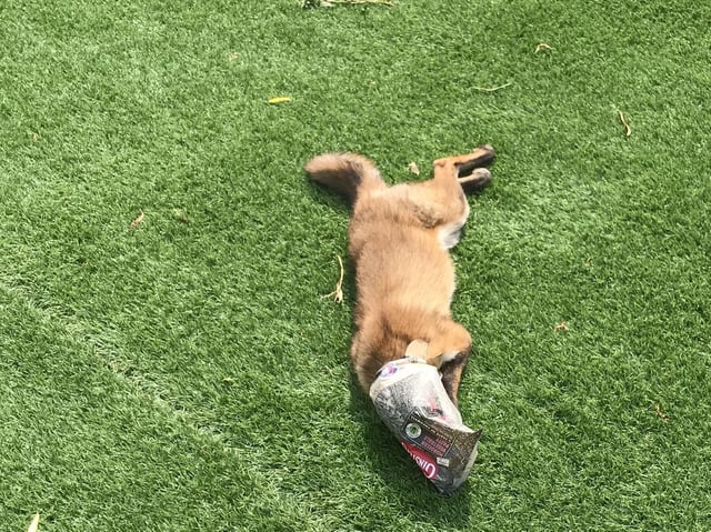 A fox with his head caught in an old Cornish pasty wrapper